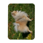 Pommerse Permanente Magneet (Verticaal)