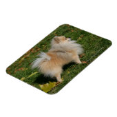 Pommerse Permanente Magneet (Linkerzijde)