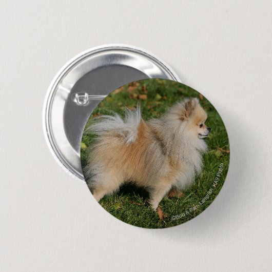 Pommerse Permanente Ronde Button 5,7 Cm (Voorkant /achterkant)