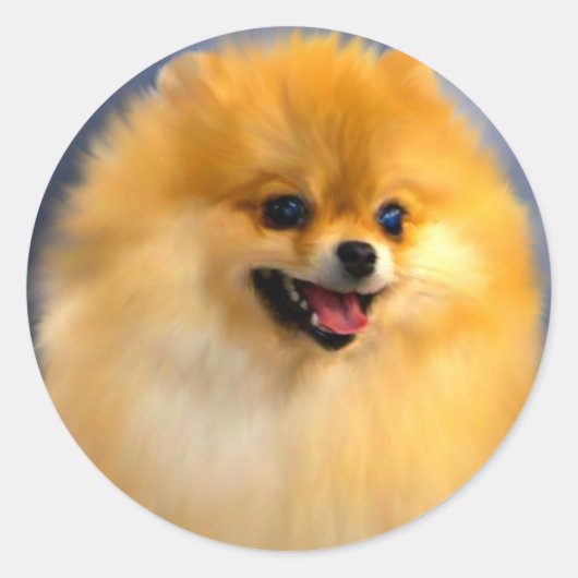 Pommerse portret Stickers (Voorkant)