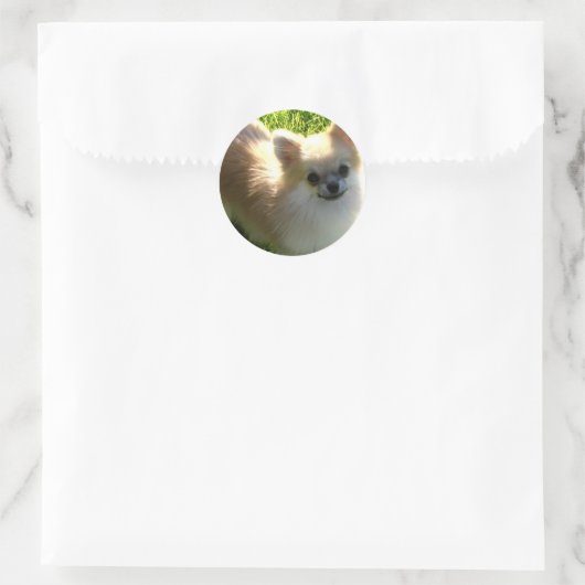 Pommerse Puppies Sticker (Tas)