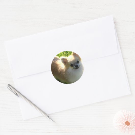 Pommerse Puppies Sticker (Envelop)