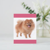 Pommerse puppy hond Blank Post Kaart (Staand voorkant)
