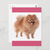 Pommerse puppy hond Blank Post Kaart (Voorkant / Achterkant)