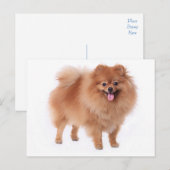 Pommerse puppy hond Blank Post Kaart (Voorkant / Achterkant)