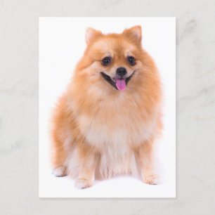 Pommerse puppy hond Blank Post Kaart
