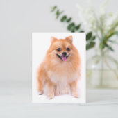 Pommerse puppy hond Blank Post Kaart (Staand voorkant)