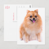 Pommerse puppy hond Blank Post Kaart (Voorkant / Achterkant)