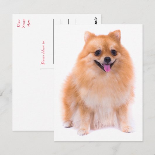Pommerse puppy hond Blank Post Kaart (Voorkant / Achterkant)