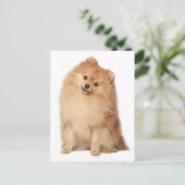 Pommerse puppy hond Blank Post Kaart (Staand voorkant)