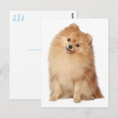 Pommerse puppy hond Blank Post Kaart (Voorkant / Achterkant)