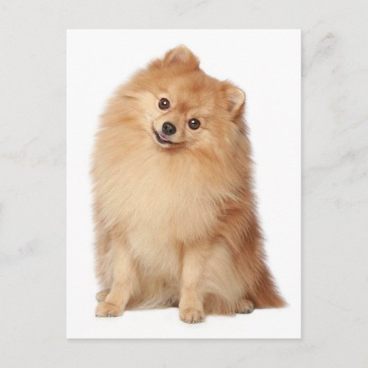 Pommerse puppy hond Blank Post Kaart (Voorkant)