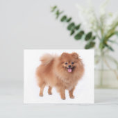 Pommerse puppy hond Blank Post Kaart (Staand voorkant)