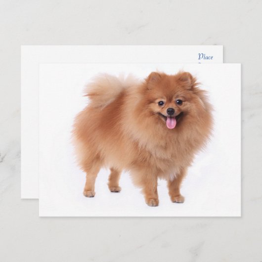 Pommerse puppy hond Blank Post Kaart (Voorkant / Achterkant)