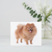 Pommerse puppy hond Blank Post Kaart (Staand voorkant)