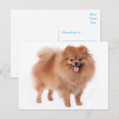 Pommerse puppy hond Blank Post Kaart (Voorkant / Achterkant)