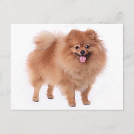 Pommerse puppy hond Blank Post Kaart (Voorkant)