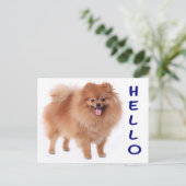 Pommerse puppy hond Blank Post Kaart (Staand voorkant)