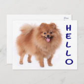Pommerse puppy hond Blank Post Kaart (Voorkant / Achterkant)