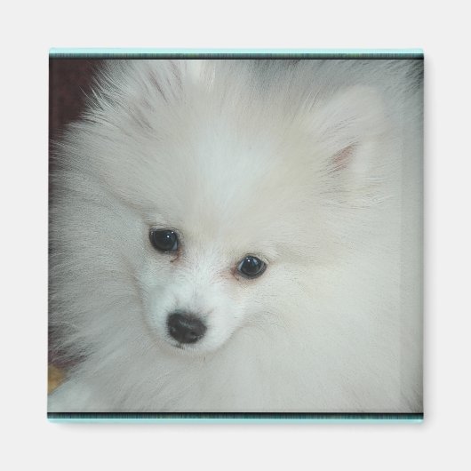 Pommerse puppy magneet (Voorkant)