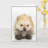 Pommerse puppy wenskaart kaart (Gele Bloem)