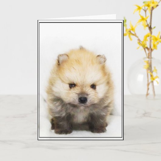 Pommerse puppy wenskaart kaart (Gele Bloem)