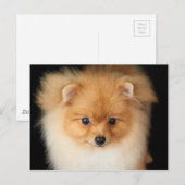 Pommerse spitz briefkaart (Voorkant / Achterkant)