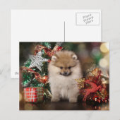 Pommerse Spitz, Kerstpuppy Feestdagenkaart (Voorkant / Achterkant)
