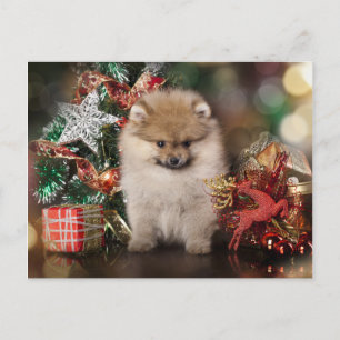 Pommerse Spitz, Kerstpuppy Feestdagenkaart