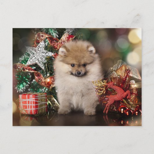 Pommerse Spitz, Kerstpuppy Feestdagenkaart (Voorkant)
