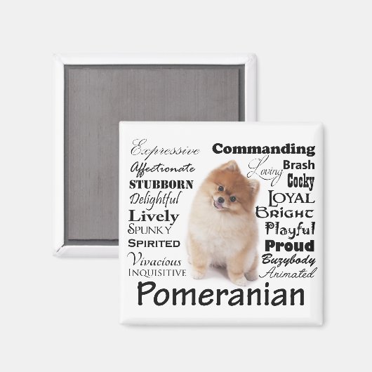 Pommerse trekmagneet magneet (Voorkant / Achterkant)