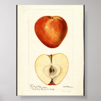 Pomologische aquarel Marshall Red  Poster