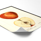 Pomologische aquarel Marshall Red Poster (Hoek)