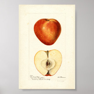 Pomologische Aquarel Marshall Red Scrapbook Pagina Poster