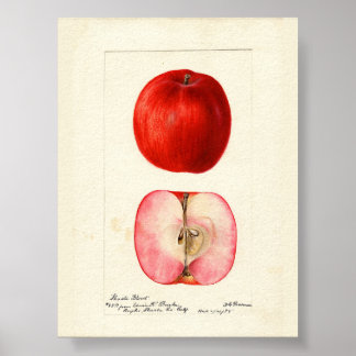 Pomologische Waterkleur Shasta Variëteit Poster