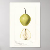 Pomologische waterverf peer,  vruchten poster (Voorkant)