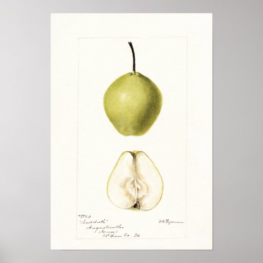 Pomologische waterverf peer,  vruchten poster (Voorkant)