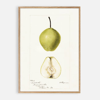 Pomologische waterverf peer,  vruchten poster