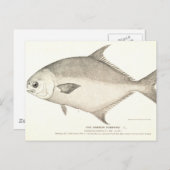 Pompano Briefkaart (Voorkant / Achterkant)