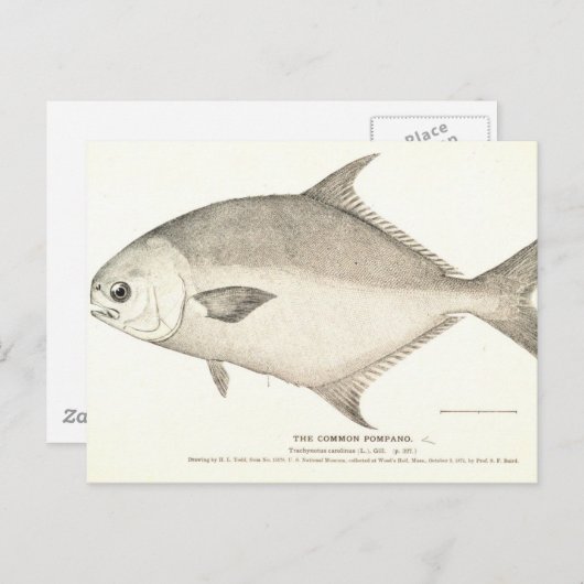 Pompano Briefkaart (Voorkant / Achterkant)