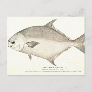 Pompano Briefkaart