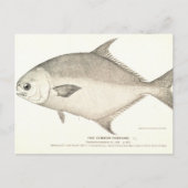 Pompano Briefkaart (Voorkant)