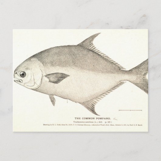 Pompano Briefkaart (Voorkant)