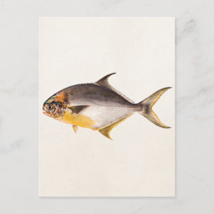  Pompano-vis - Spaarvisserij Sjabloon blanco Briefkaart