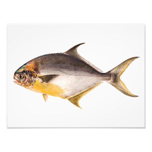  Pompano-vis - Spaarvisserij Sjabloon blanco Foto Afdruk
