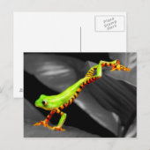 Pompboomkikker Briefkaart (Voorkant / Achterkant)