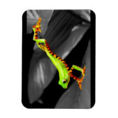 Pompboomkikker Magneet (Verticaal)