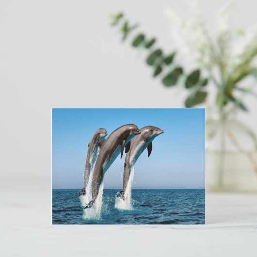 Pompdolfijnen Briefkaart (Staand voorkant)