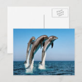Pompdolfijnen Briefkaart (Voorkant / Achterkant)
