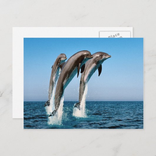 Pompdolfijnen Briefkaart (Voorkant / Achterkant)